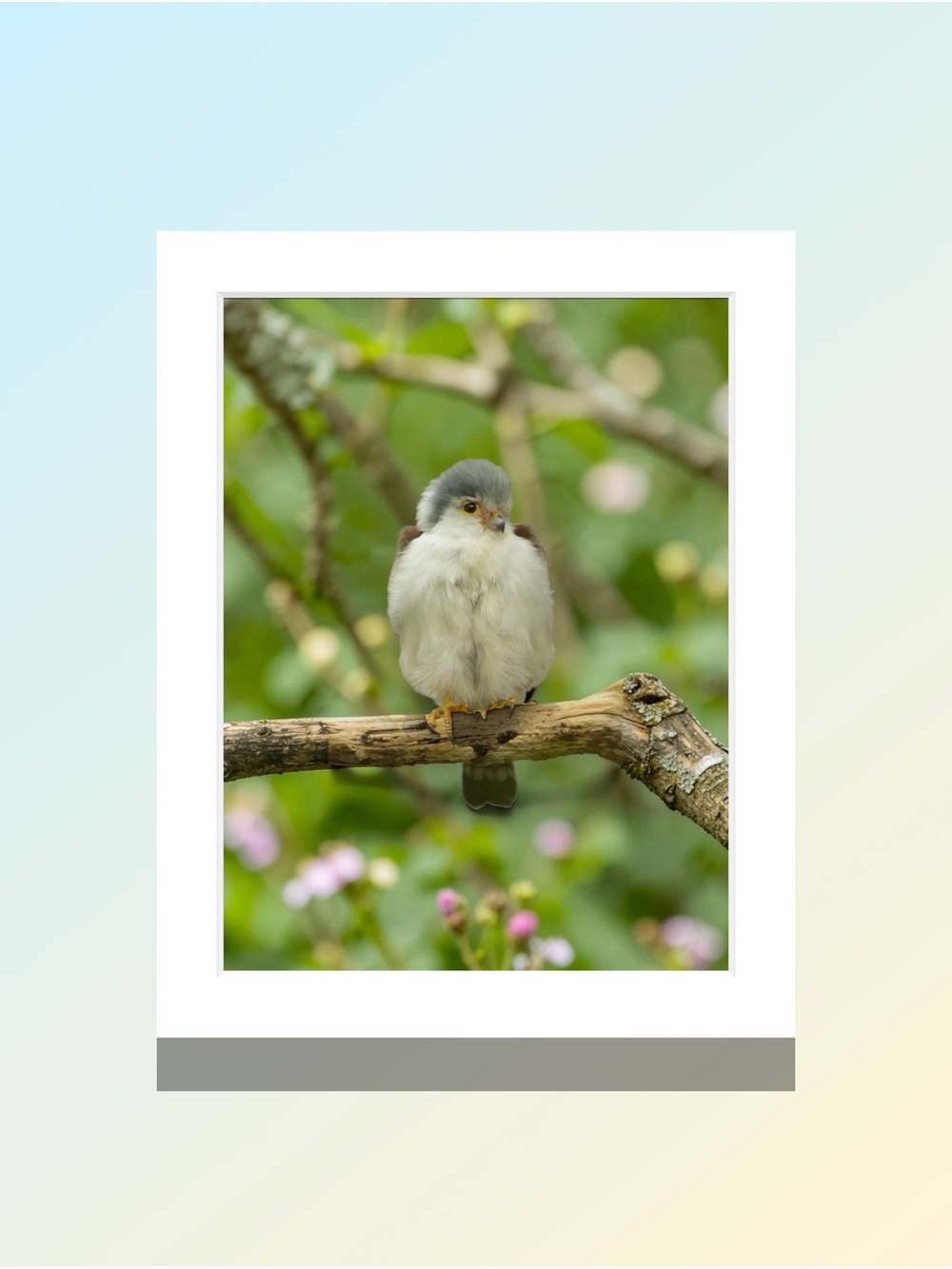 Matted Small Gray & White Bird Perch Wall Art for Bird Lovers